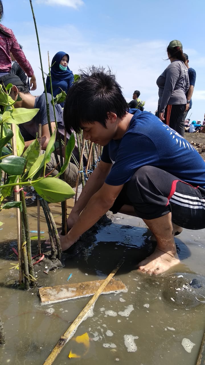 Penanaman bibit mangrove
